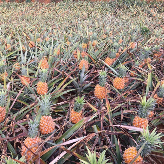 Dứa (thơm) nguyên trái, mùi vị độc đáo